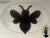 Butterfly or Bee