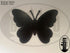 Butterfly or Bee