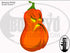 DayCor HiRes Goofy Gourd - Boscoyo Studio