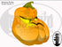 DayCor HiRes Goofy Gourd - Boscoyo Studio